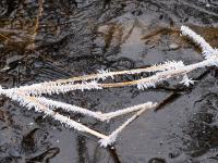 Riesige Eisnadeln an Schilfhalmen auf dünner Eisdecke am Bärnseebach